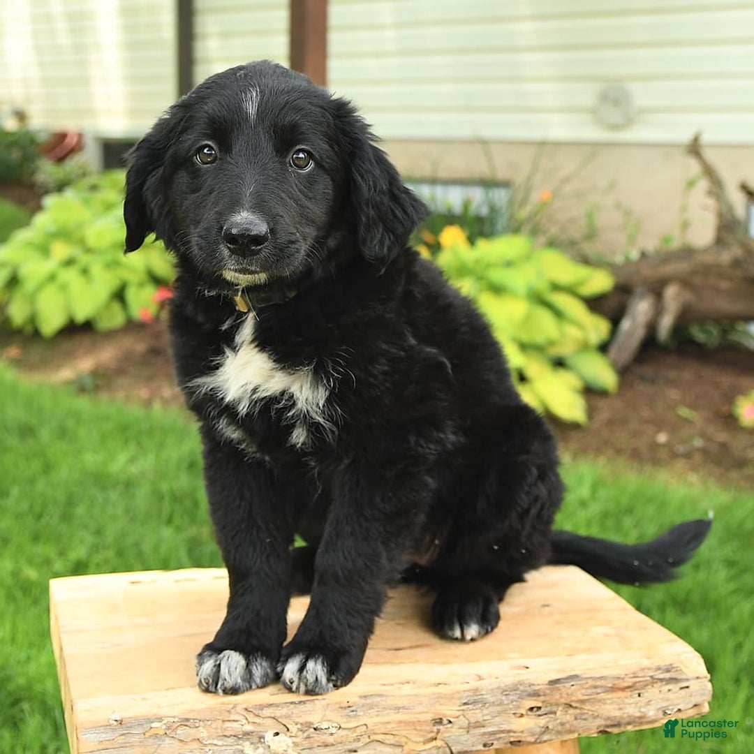 Australian Shepherd dogs for sale: Brandy - Image 19