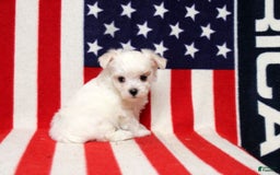 Maltese dogs for sale: Tiffany - Image 1