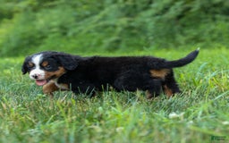 Bernese Mountain Dog dogs for sale: Simon - Image 14