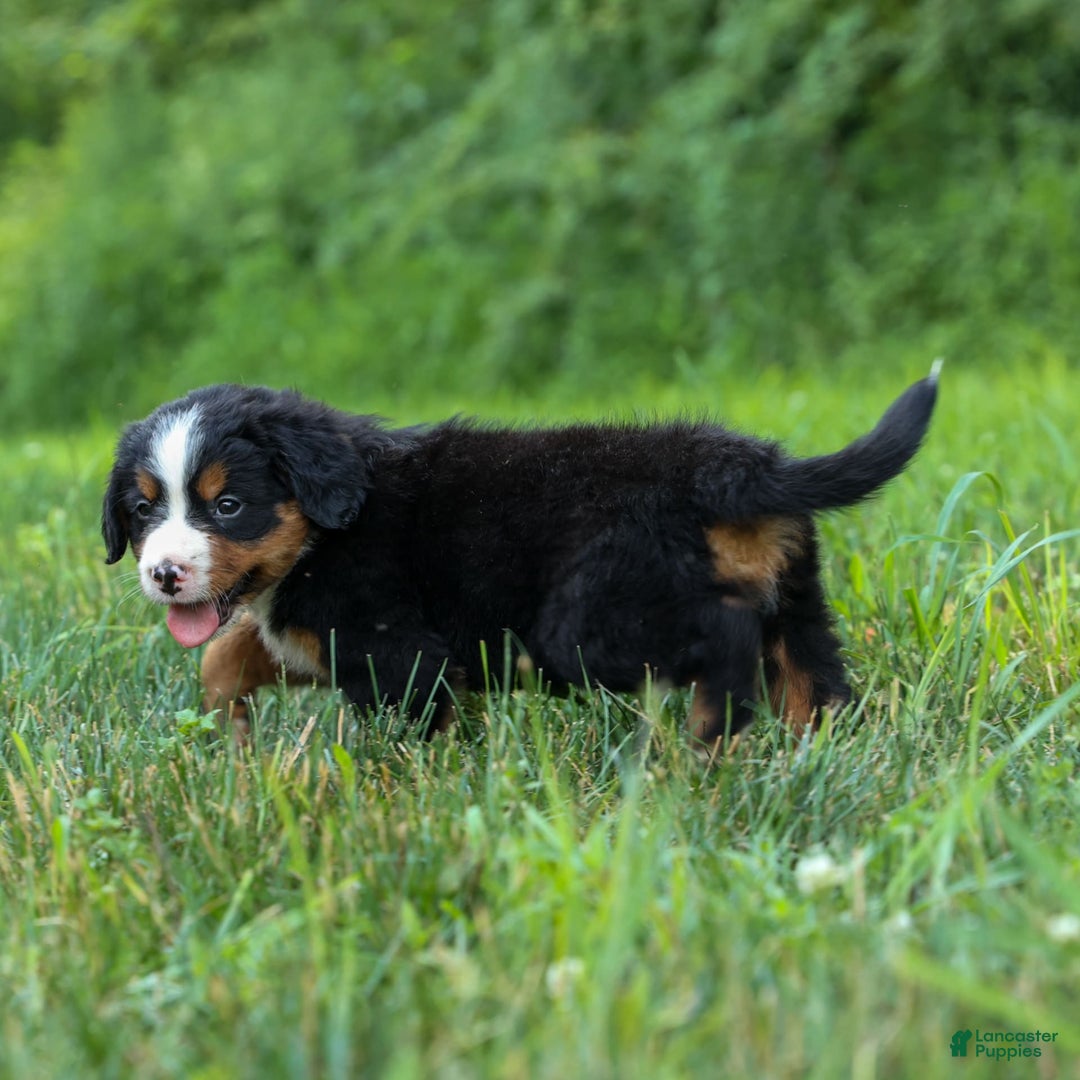 Bernese Mountain Dog dogs for sale: Simon - Image 14