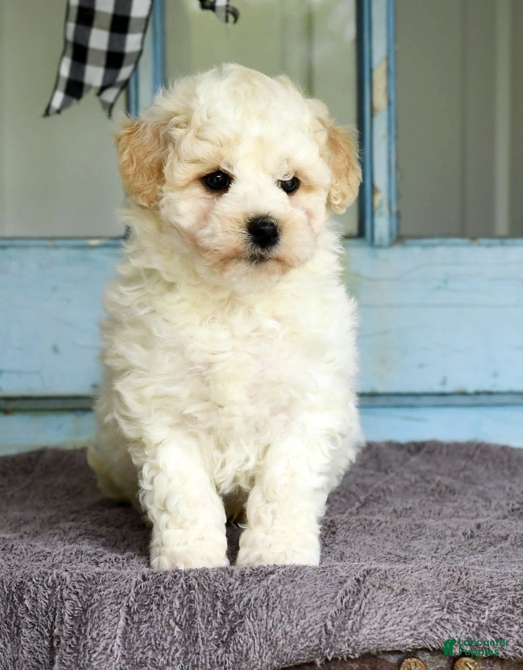 Havapoo dogs for sale: Rover - Image 10