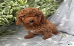 Cavapoo dogs for sale: Griffin - Image 1