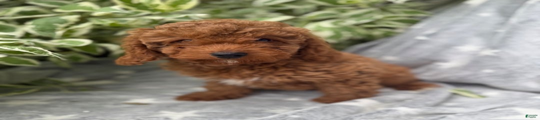 Griffin