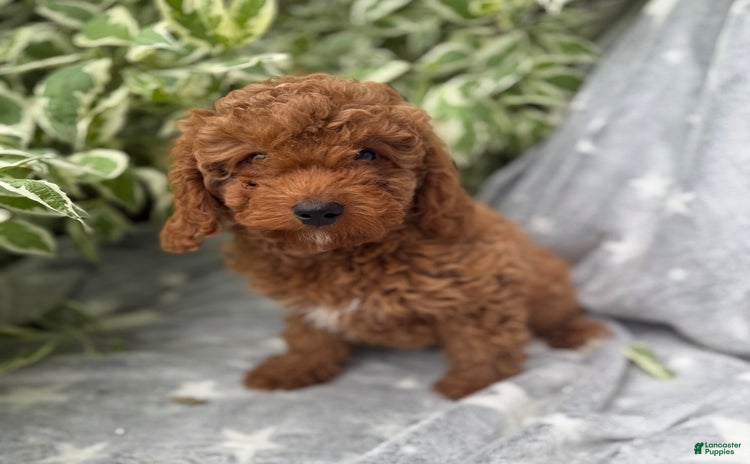 Cavapoo dogs for sale - Ad 1