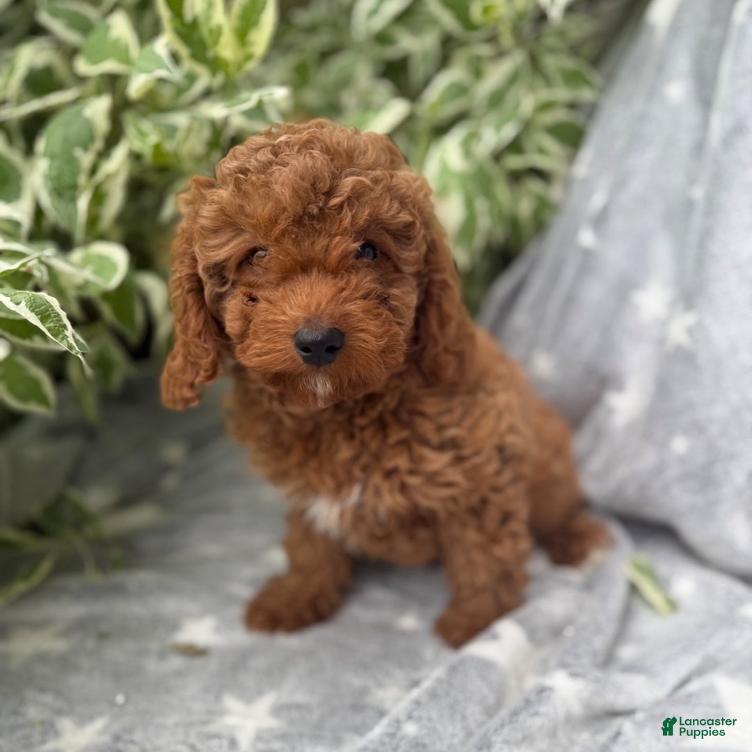 Cavapoo dogs for sale: Griffin - Image 1