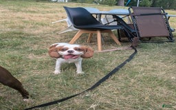 Cavalier King Charles Spaniel dogs for sale: Daisy - Image 4