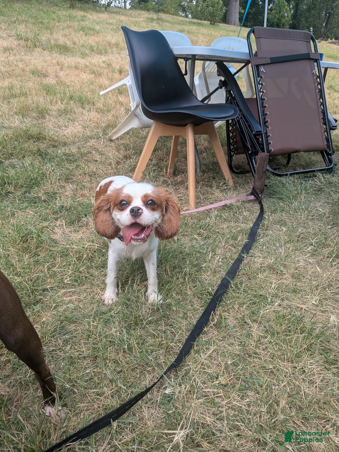 Cavalier King Charles Spaniel dogs for sale: Daisy - Image 4