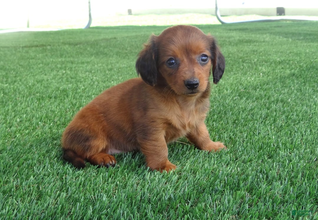 Miniature Dachshund dogs for sale: Abby - Image 3