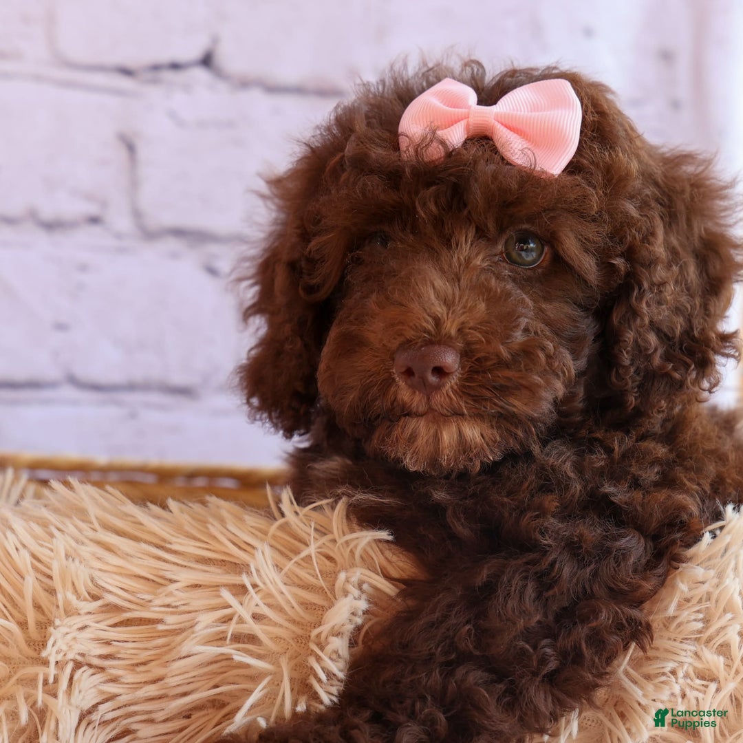 Cockapoo dogs for sale: Barb - Image 4