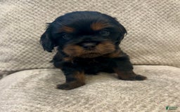 Cavapoo dogs for sale: Max - Image 5
