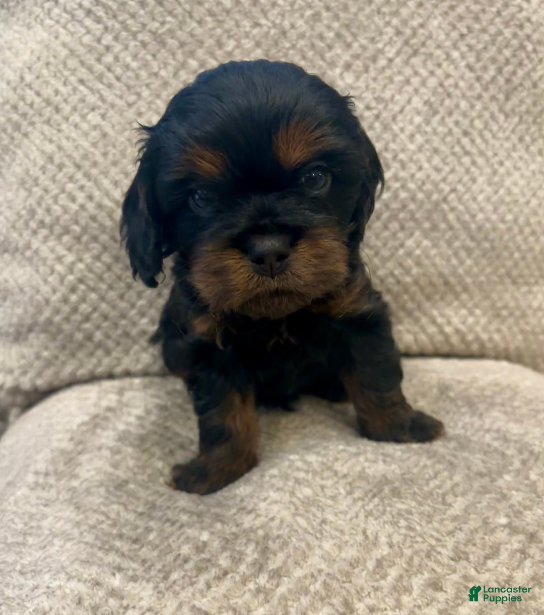 Cavapoo dogs for sale: Max - Image 5