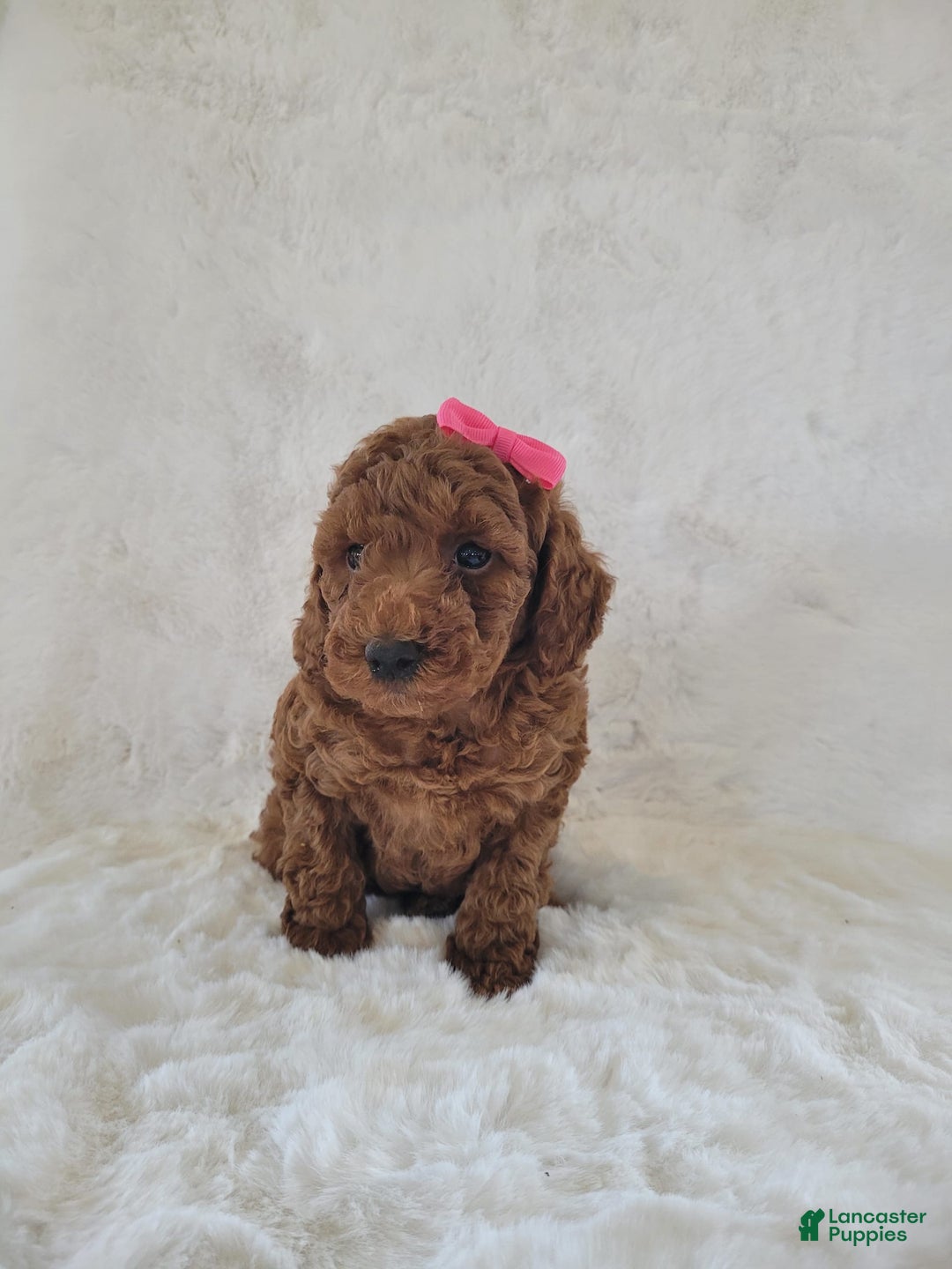  dogs for sale: Mini Goldendoodle 7 puppies - Image 6