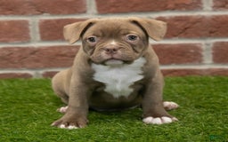 Frenchton dogs for sale: Scout - Image 1