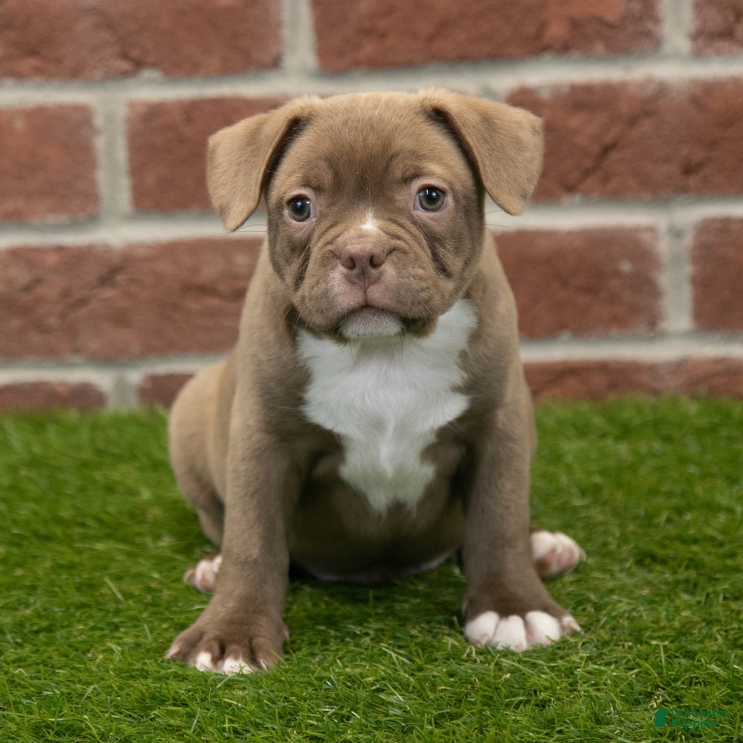 Frenchton dogs for sale: Scout - Image 1
