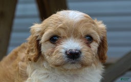 Cavapoo dogs for sale: Violet - Image 3