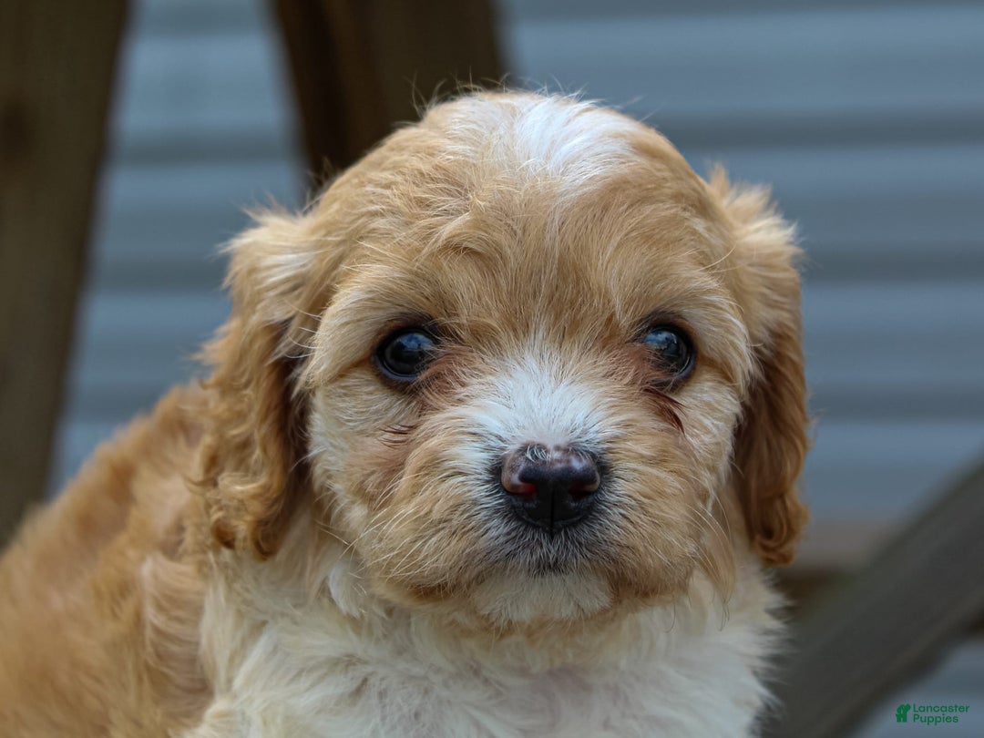 Cavapoo dogs for sale: Violet - Image 3