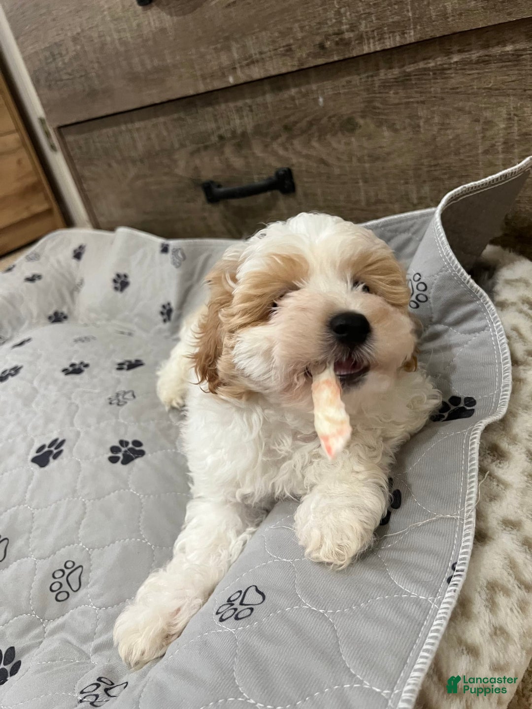 Miniature Poodle dogs for sale: May - Image 16