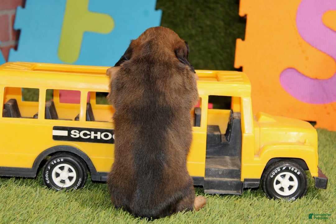 Dachshund dogs for sale: Idris - Image 4
