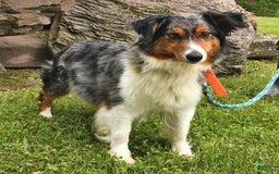Aussiedoodle dogs for sale: Misty - Image 6