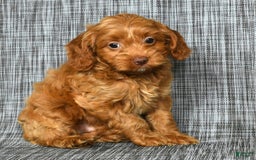 Cavapoo dogs for sale: Bruno - Image 5