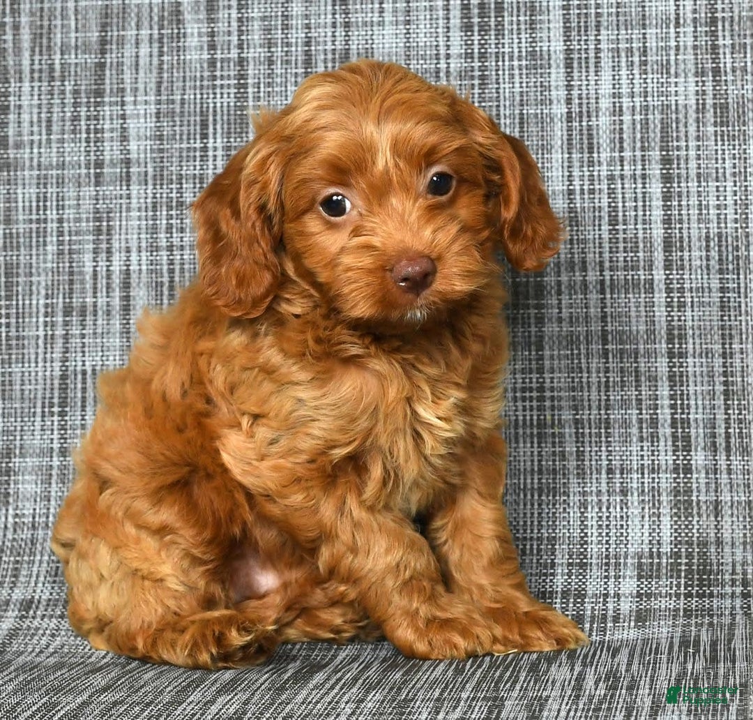 Cavapoo dogs for sale: Bruno - Image 5