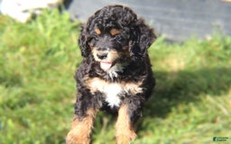 Mini Bernedoodle dogs for sale: Jasper - Image 8