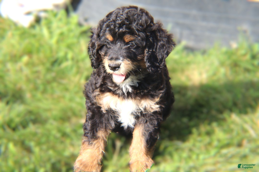 Mini Bernedoodle dogs for sale: Jasper - Image 8