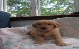 Golden Retriever dogs for sale: Starburst - Image 14