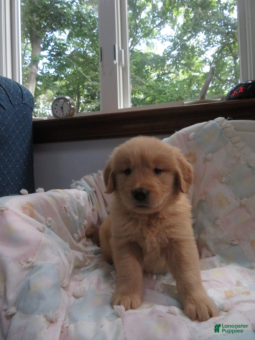 Golden Retriever dogs for sale: Starburst - Image 14