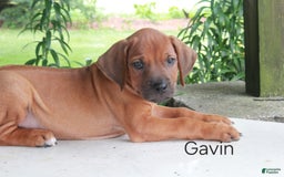 Rhodesian Ridgeback dogs for sale: Gavin - Image 12