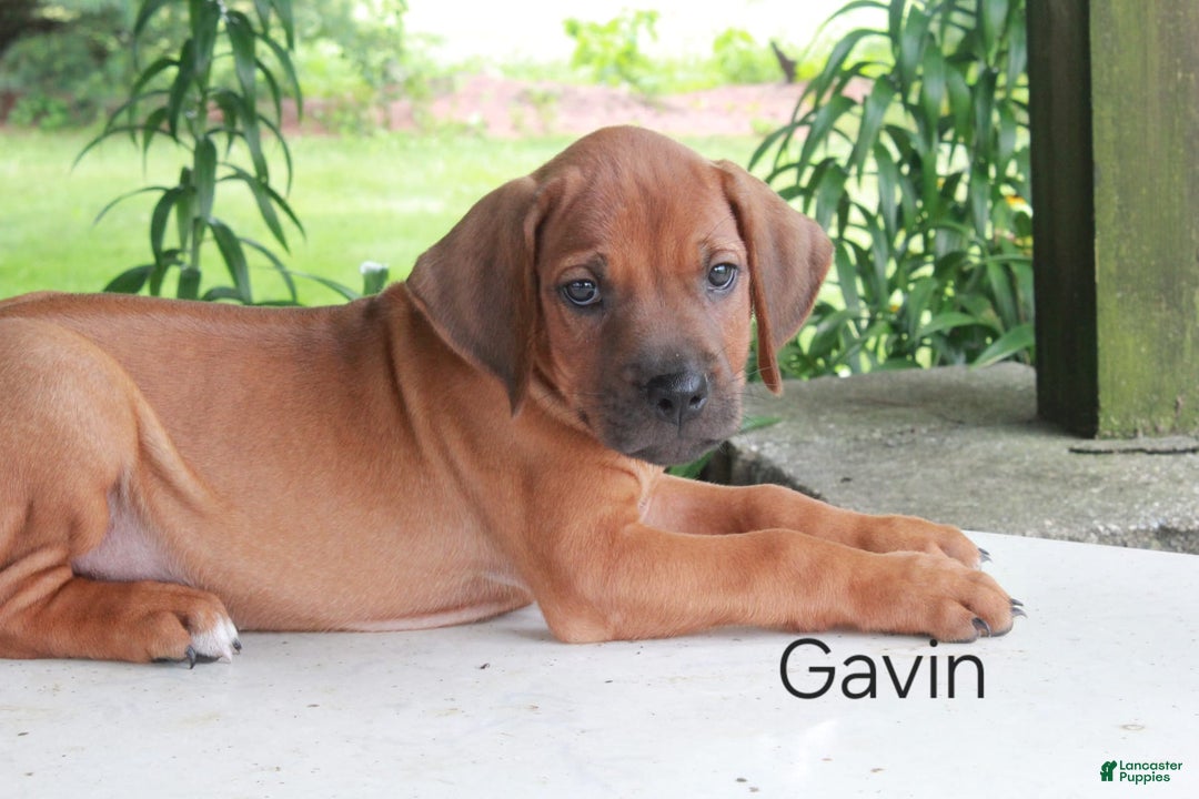 Rhodesian Ridgeback dogs for sale: Gavin - Image 12