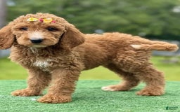 Goldendoodle dogs for sale: Ella - Image 5