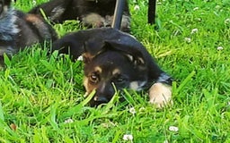 German Shepherd dogs for sale: Amarillo - Image 4