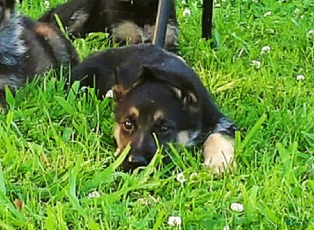 German Shepherd dogs for sale: Amarillo - Image 4