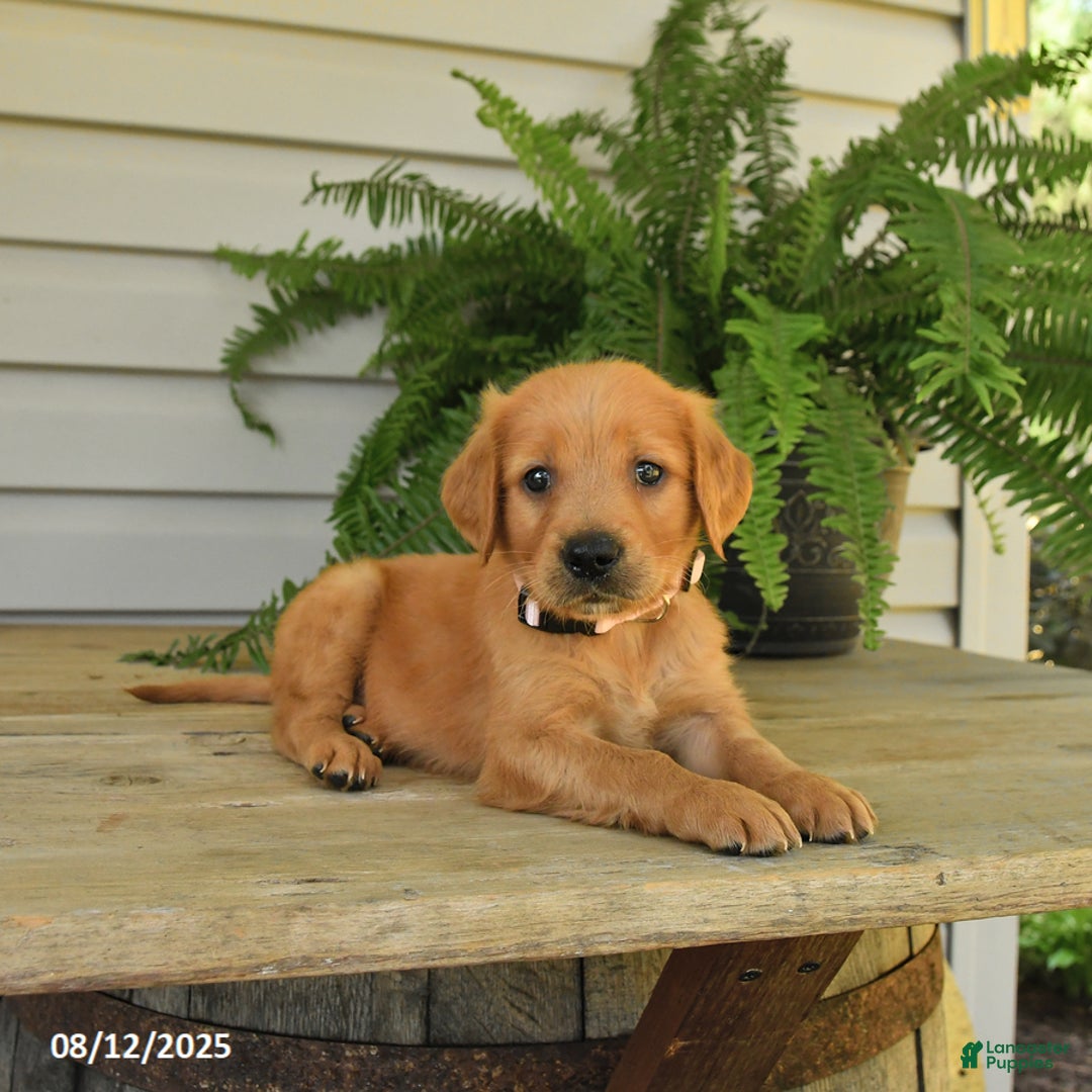 Golden Retriever dogs for sale: Maggie - Image 4