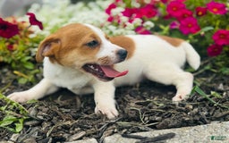 Jack Russell Terrier dogs for sale: Lindon - Image 5