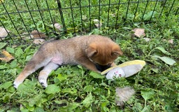 Shiba Inu dogs for sale: Hootch - Image 3