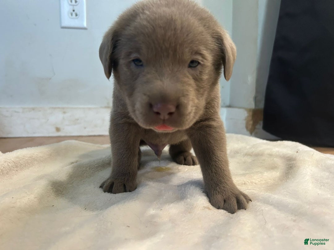 Labrador Retriever dogs for sale: Wolf - Image 1