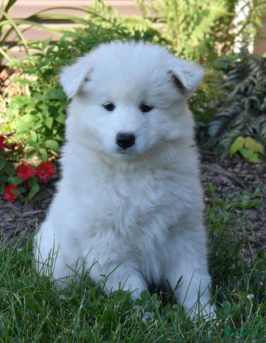 Samoyed dogs for sale: Pasta - Image 1