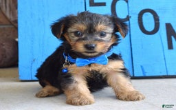 Yorkshire Terrier dogs for sale: Audi - Image 2