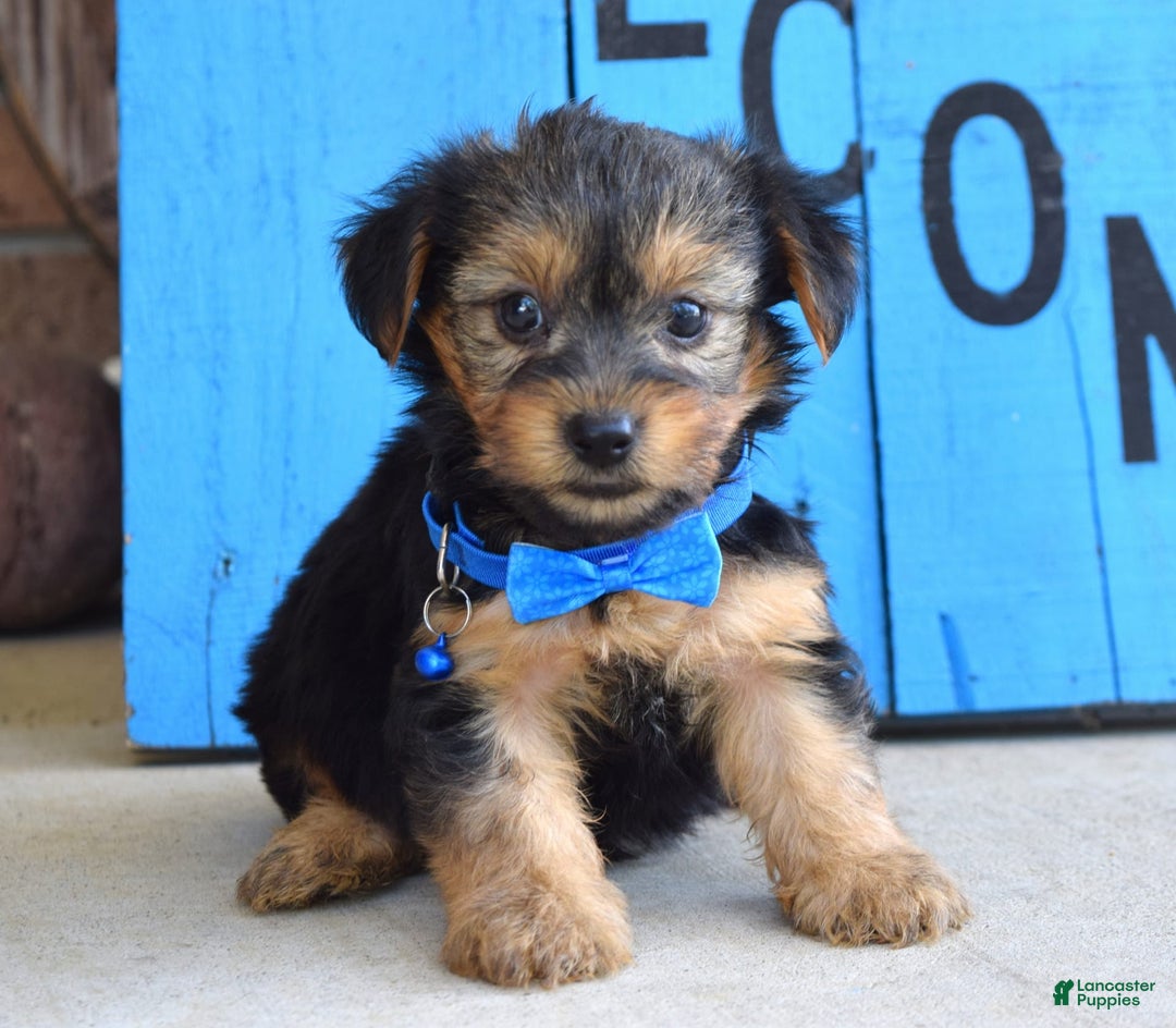 Yorkshire Terrier dogs for sale: Audi - Image 2