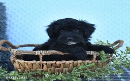 Havapoo dogs for sale: Blake - Image 5