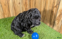 Cavapoo dogs for sale: Missy Boy 1 - Image 4