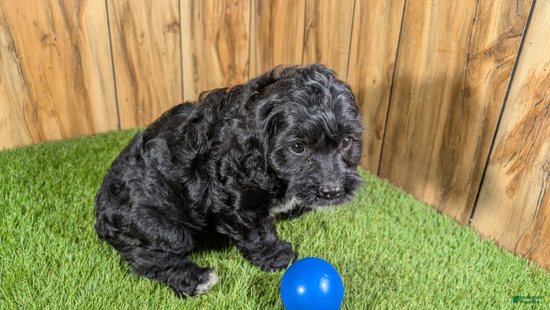 Cavapoo dogs for sale: Missy Boy 1 - Image 4