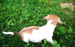 Jack Russell Terrier dogs for sale: Splotches - Image 2