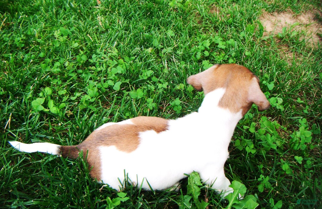 Jack Russell Terrier dogs for sale: Splotches - Image 2