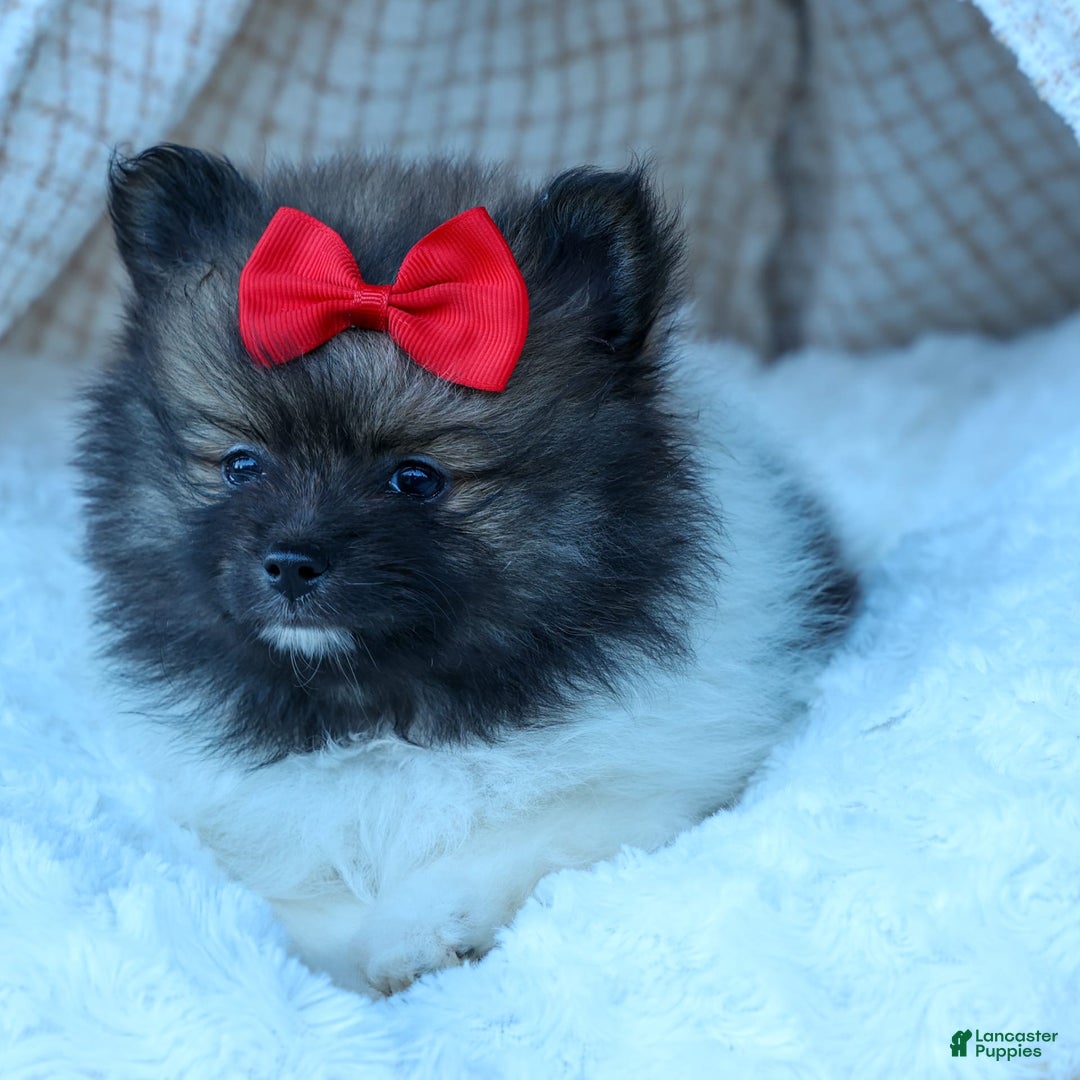 Pomeranian dogs for sale: Betzy - Image 17