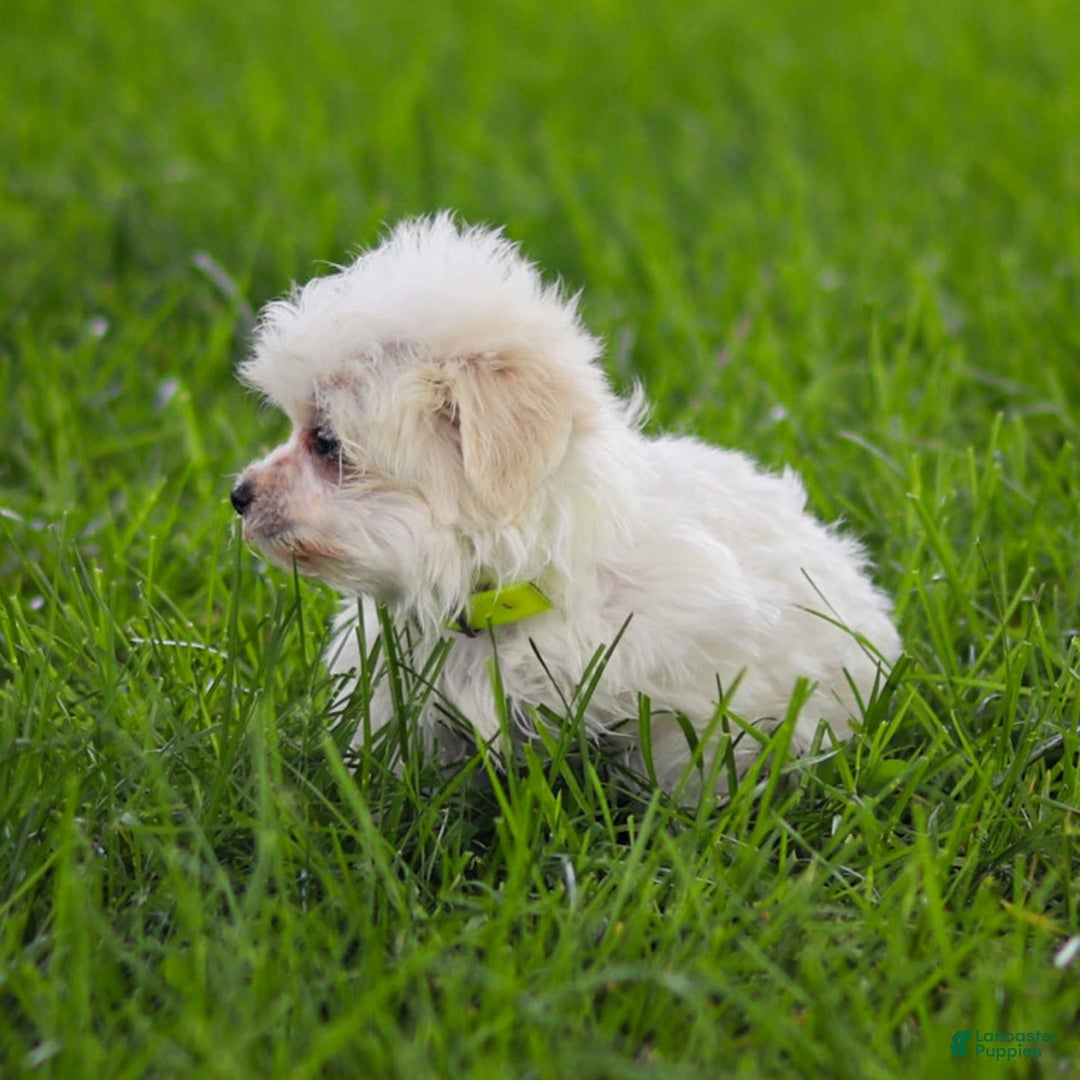 Maltese dogs for sale: River - Image 9
