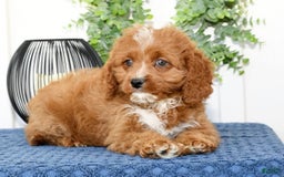 Cavapoo dogs for sale: Ernesto - Image 2