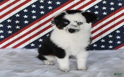 Miniature Australian Shepherd dogs for sale: Axel Toy - Image 37